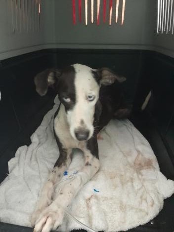 Blue eyes — available for adoption at TTSPCA Tobago